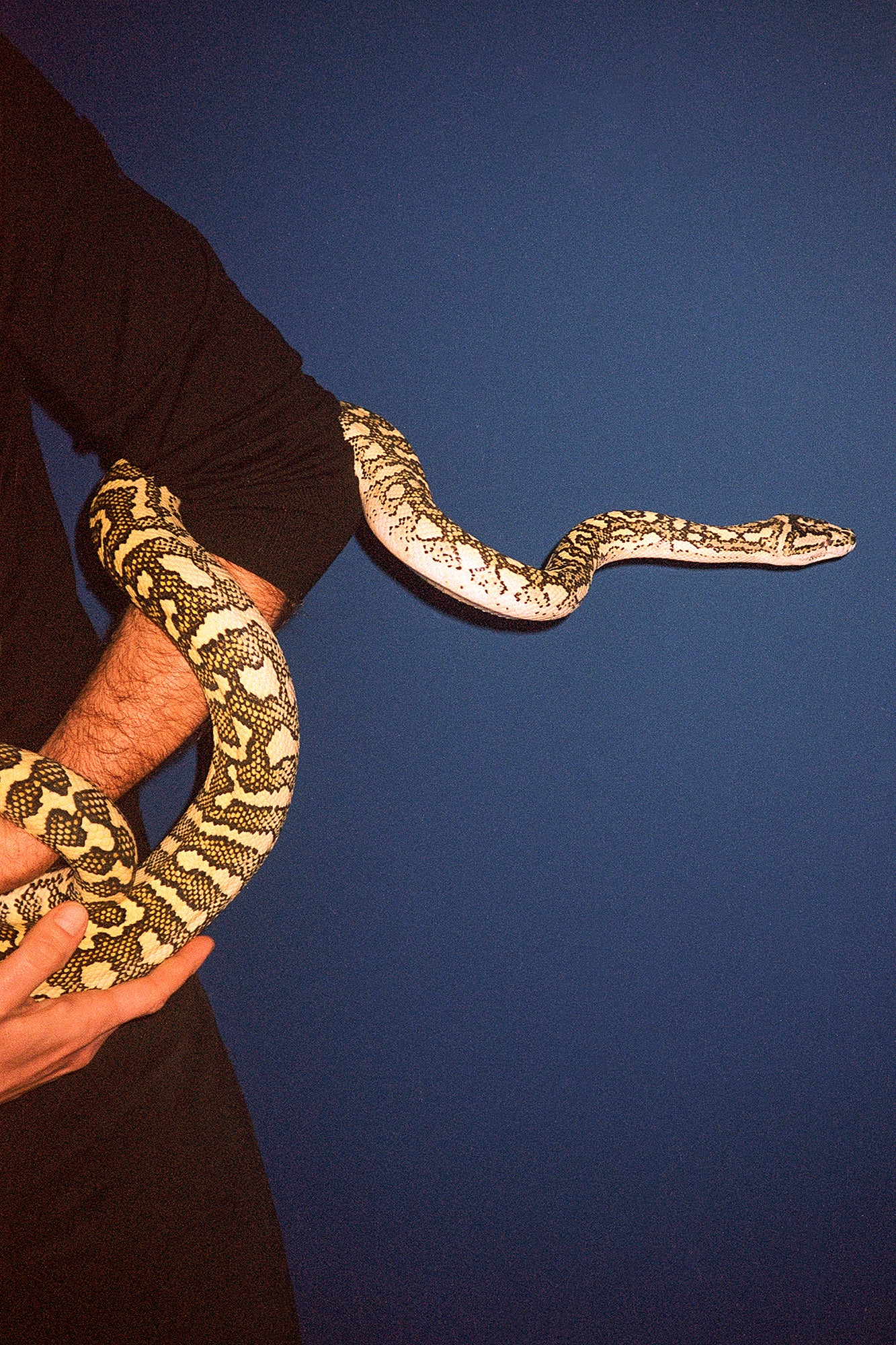 Poster - Pauline Hisbacq