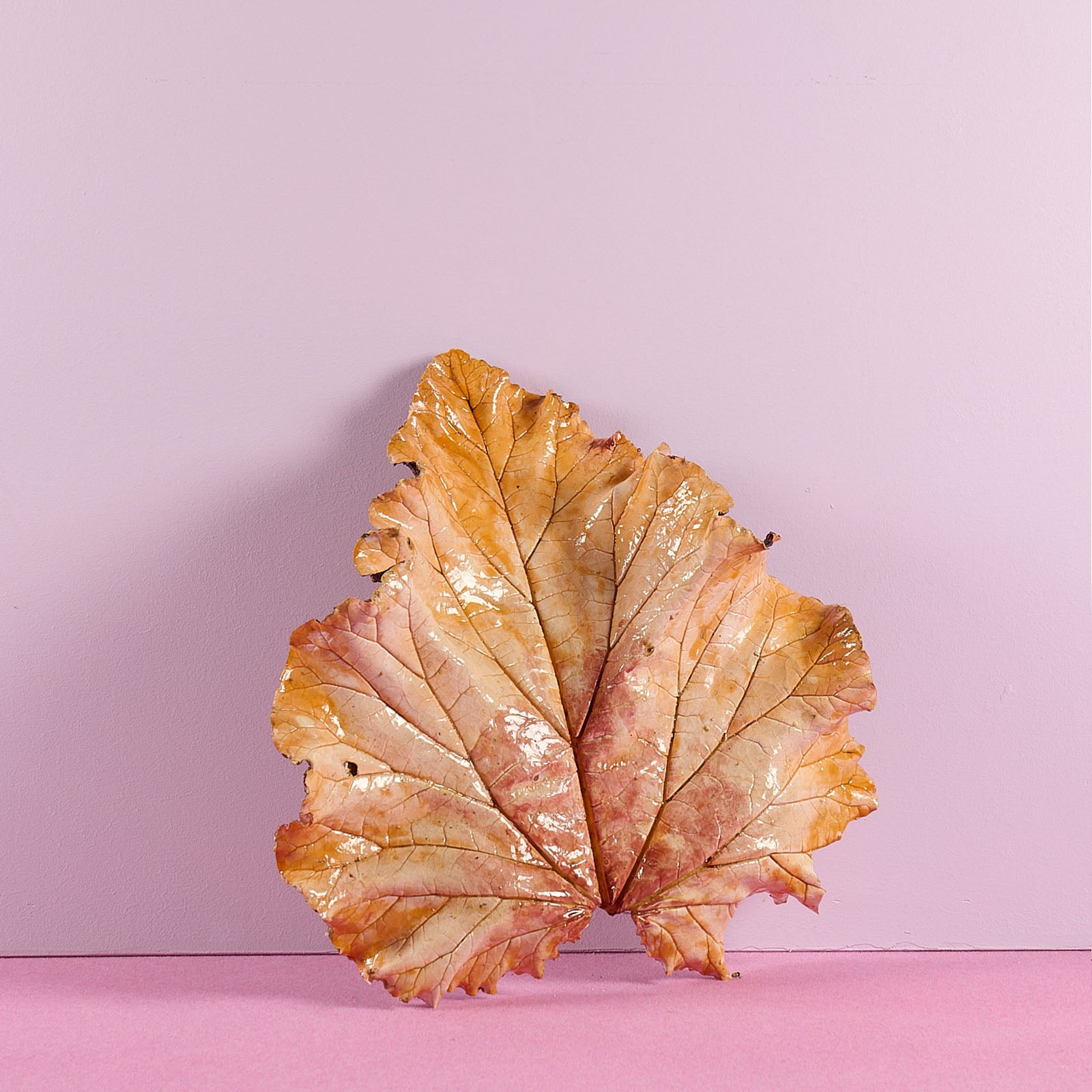 Bernard Hubault - Feuille de rhubarbe colorée